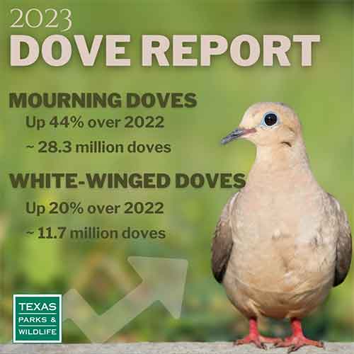 2023 Dove Report